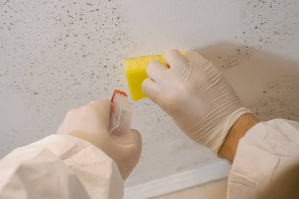 Best Water Damage & Mold Remediation  in Lennox, CA