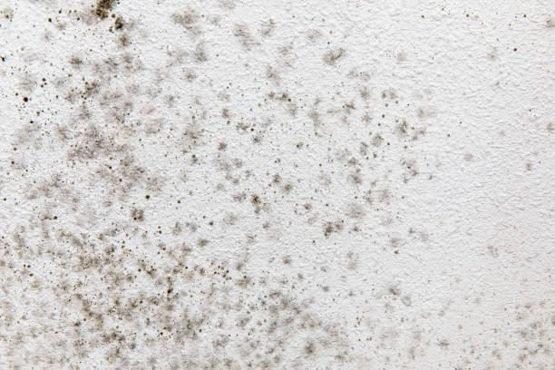 Best Mold-Related Health Consultation  in Lennox, CA