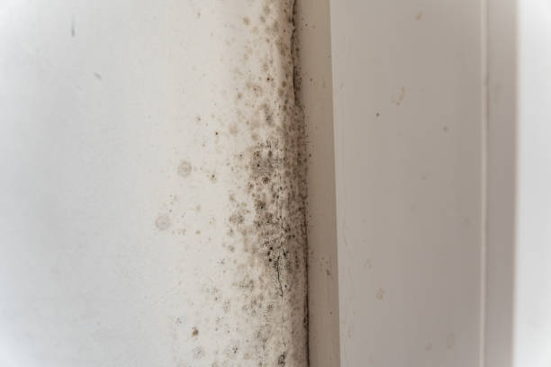 Best Mold Documentation for Insurance Claims  in Lennox, CA