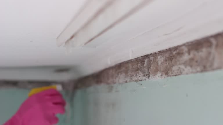Best Commercial Mold Inspection  in Lennox, CA
