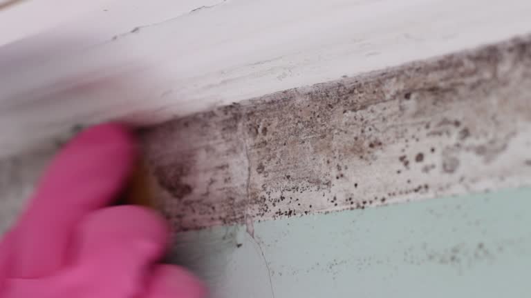 Best Comprehensive Air Testing for Mold Contaminants  in Lennox, CA